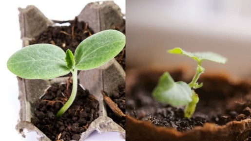 ��� ��������� �� �������: ������ ����� ������ �������� �������