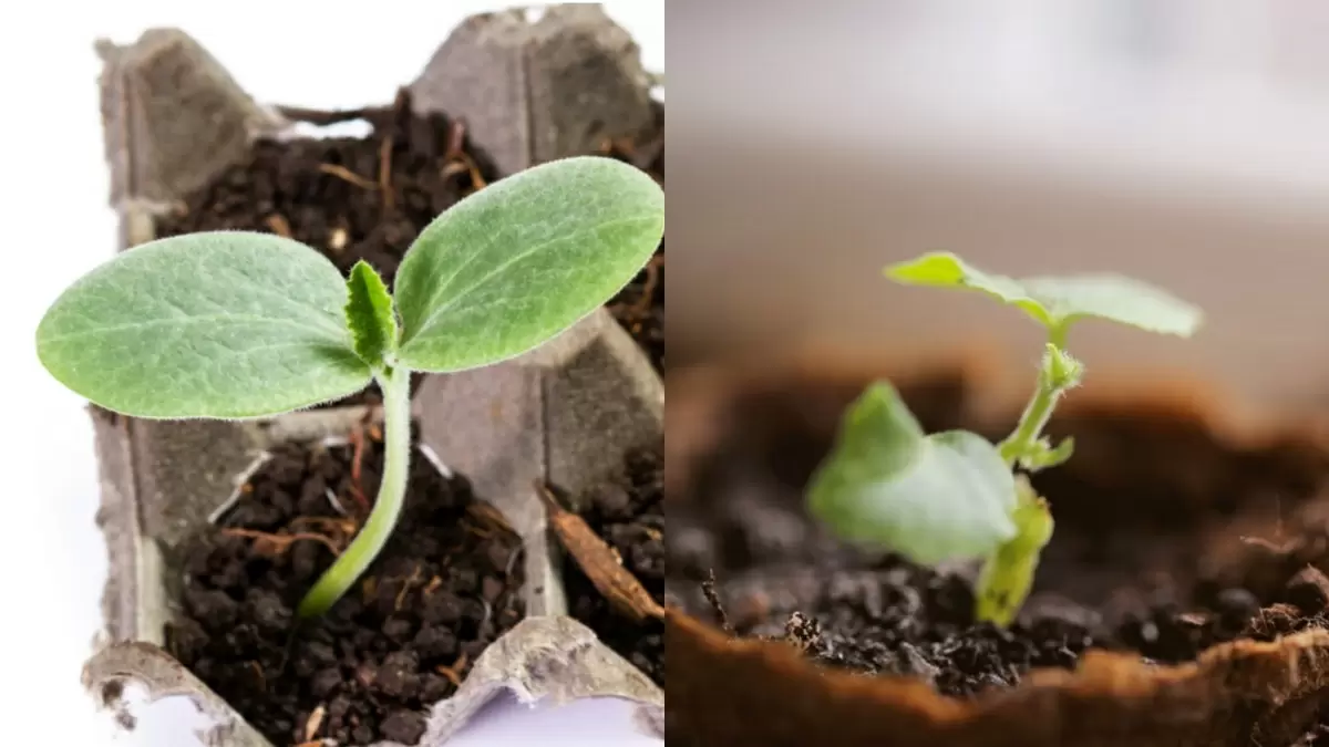 Как экономить на рассаде: яичные лотки вместо торфяных горшков