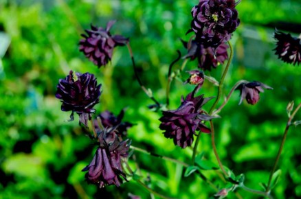 ������� ���������� ��������: ��������� ��������, ������� ���������� ��� ���