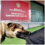 В Кирове прокуратура через суд взыскала денежную компенсацию в пользу 15-летней девушки, получившей травмы из-за укуса собаки