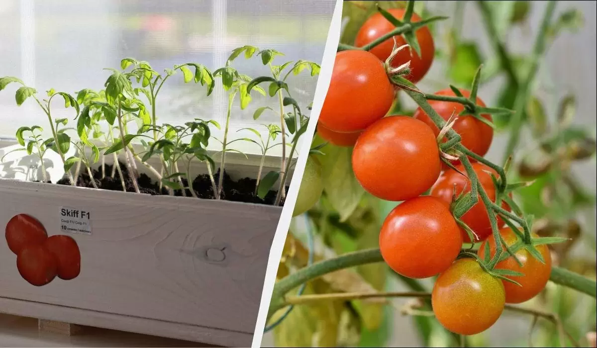 Оптимальный календарь посева помидоров: секреты успеха на 2026 год