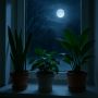 Как лунный свет влияет на зимние растения