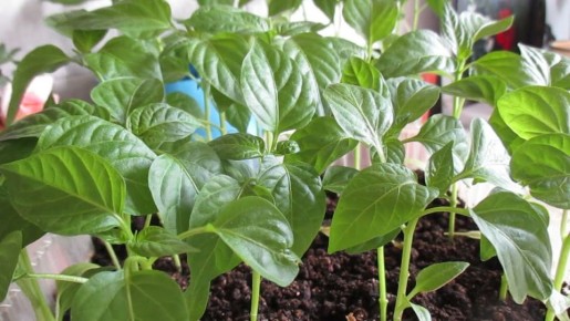 ��� ��������� ���������� ������� �������� �����: ������ ��� ����������