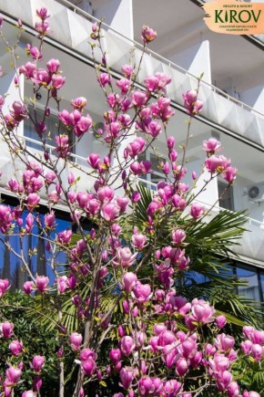 Олег Царёв: Изумительной красоты кадры магнолии сделала наш фотограф в парке Санатория Кирова! Разбирайте заставки на телефон