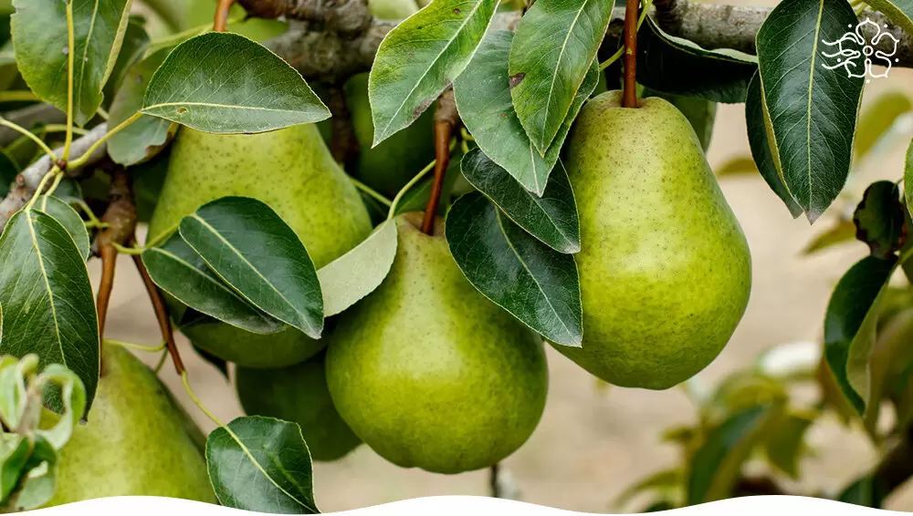 Лучшие сорта груш для вашего сада: вкус и зимостойкость в одном