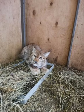 ����, ��������� ��������� ������ ����� � ���-�������� ������������ �. ������, ���� �� ��������