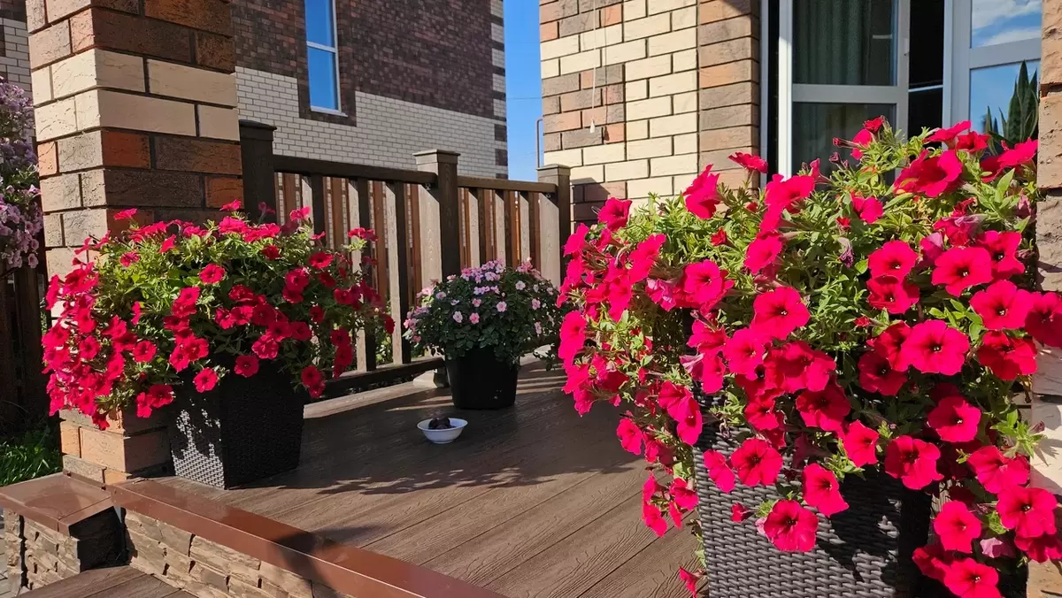 Цветочные альтернативы петуниям: что выбрать для своего сада?