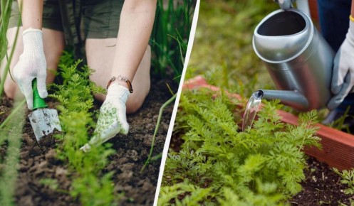 ��������� ���� ��� �������: ������ ��������� � ����