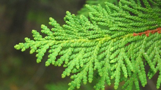 �������� ������� �������� �������� ������� ��������