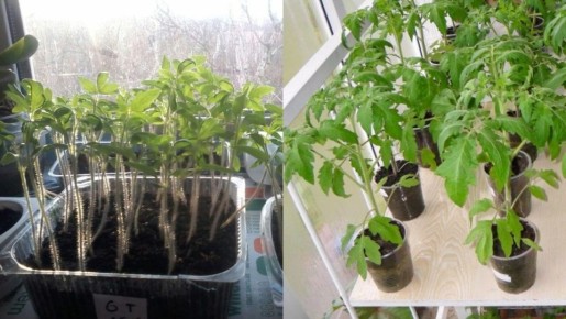 ��� ��������� ������� ������� ��� ��������: ������� ���������