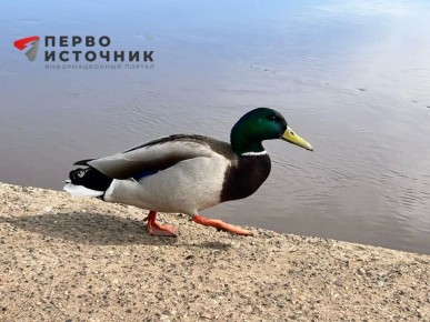 ���������� �������� ����� �� �������� ��-�� ������ �������� ������