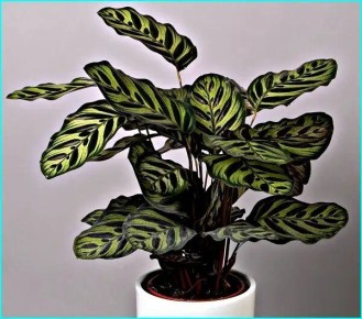 �������: ���������, �� �������������� �������� ��� �������� ���������