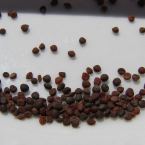 ����������� ������� ��������� ������ �� �����