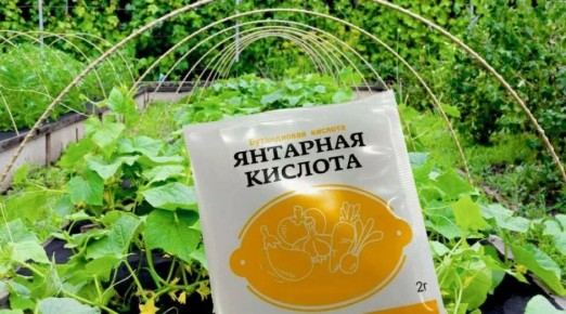 �������� �������: ������ ������� � ������ ������� ��� �����