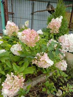 ����������� ����� ��������� ��� ���������