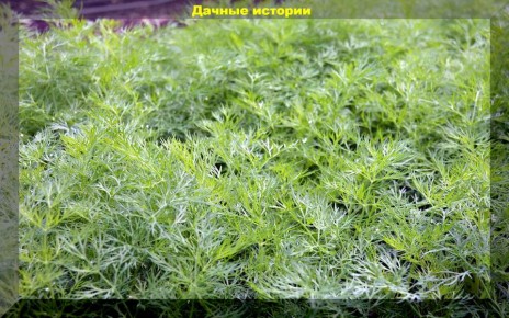 ���������� ������: ������� � ����� ����� ��� ������� ������