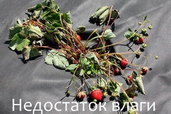 �������, ������ �������� ������ ������: ����������� � ��������� � ��������