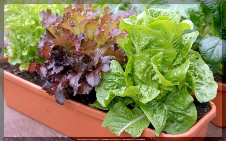 �������: ��������� ����� ��� ������ � ����� �� ����