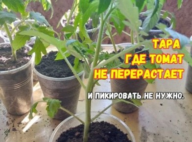 ����� �������� �������: ��� �� ��������� ������������ �������