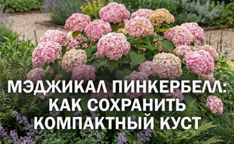 ��� ��������� ������� ��������� �������� ����������: ������� �����