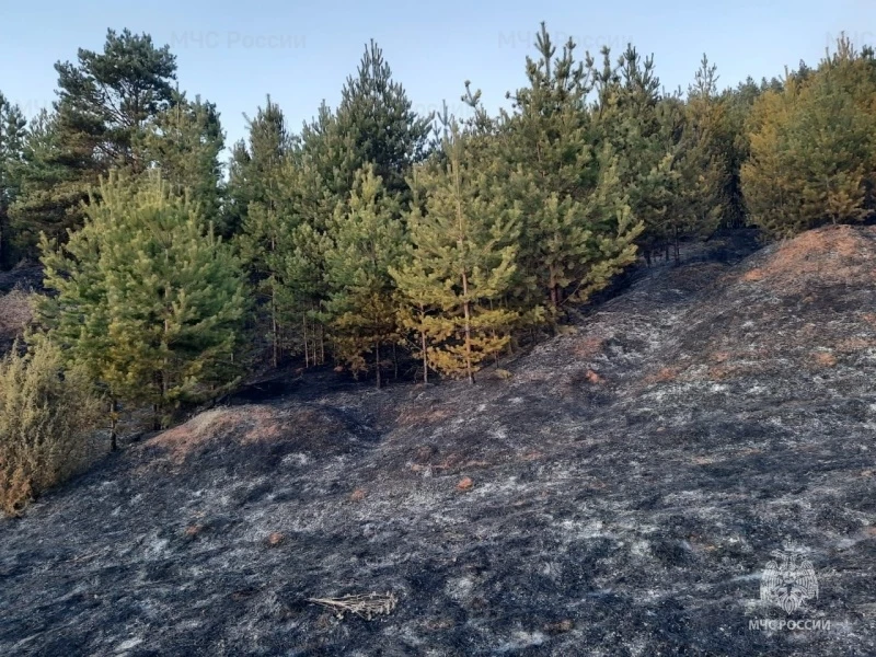 В Кировской области зарегистрирован первый лесной пожар