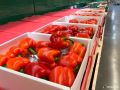 Кировстат опубликовал данные об изменении потребительских цен в регионе за апрель 2026 года
