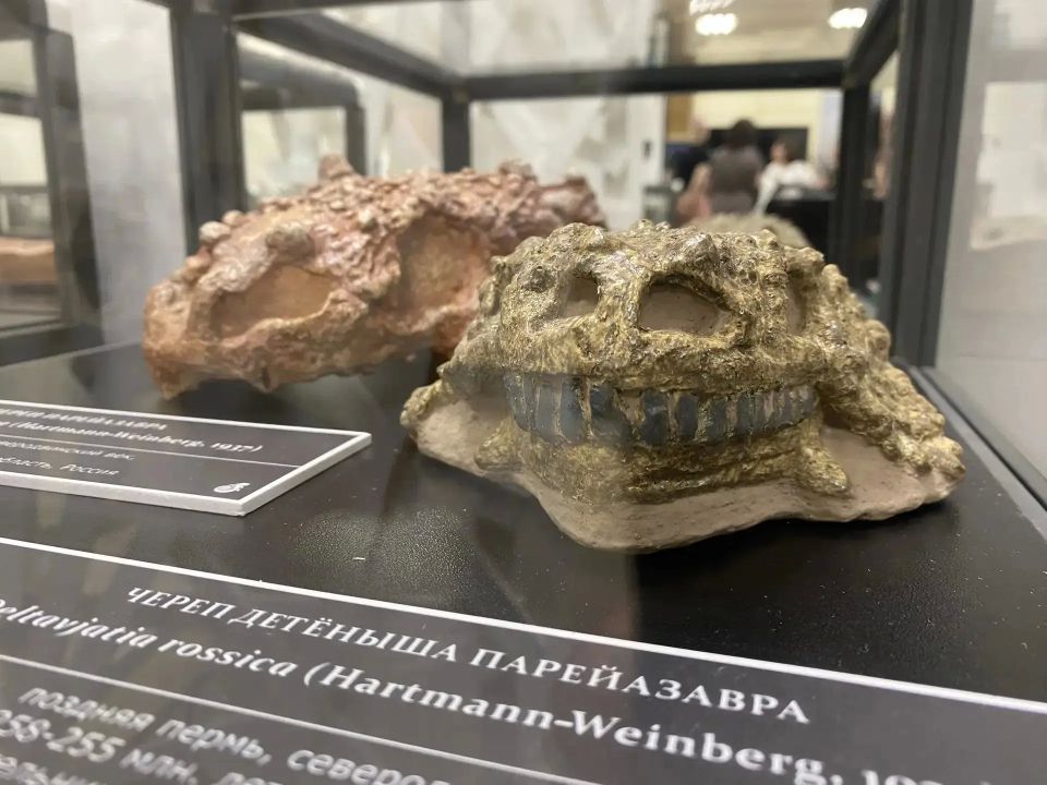 Выставка Вятского палеонтологического музея «Древняя жизнь» открылась в Саратове Выставка Вятского палеонтологического музея «Древняя жизнь» открылась в Саратове