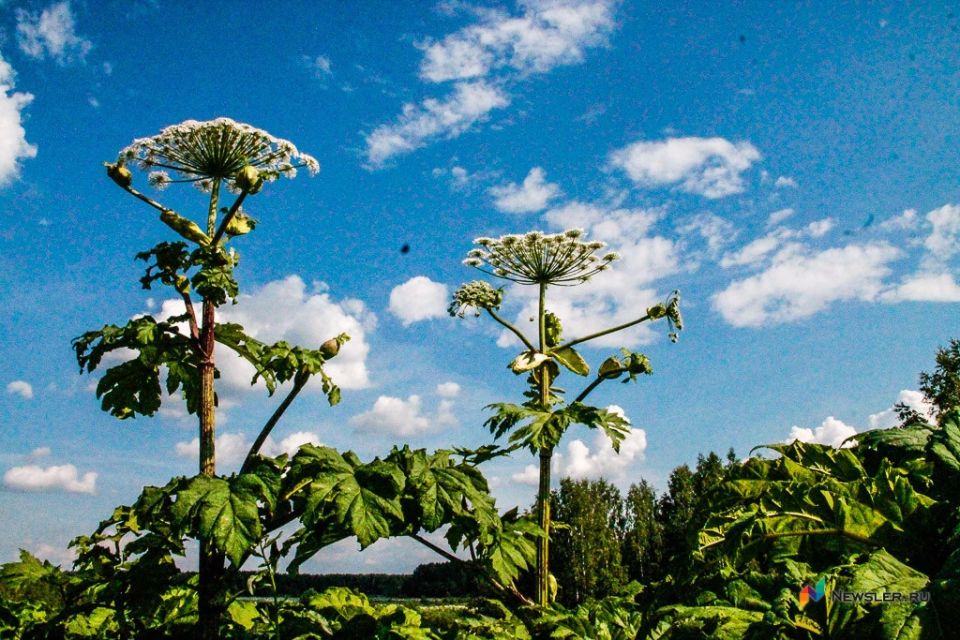 В Кирове начались работы по уничтожению борщевика