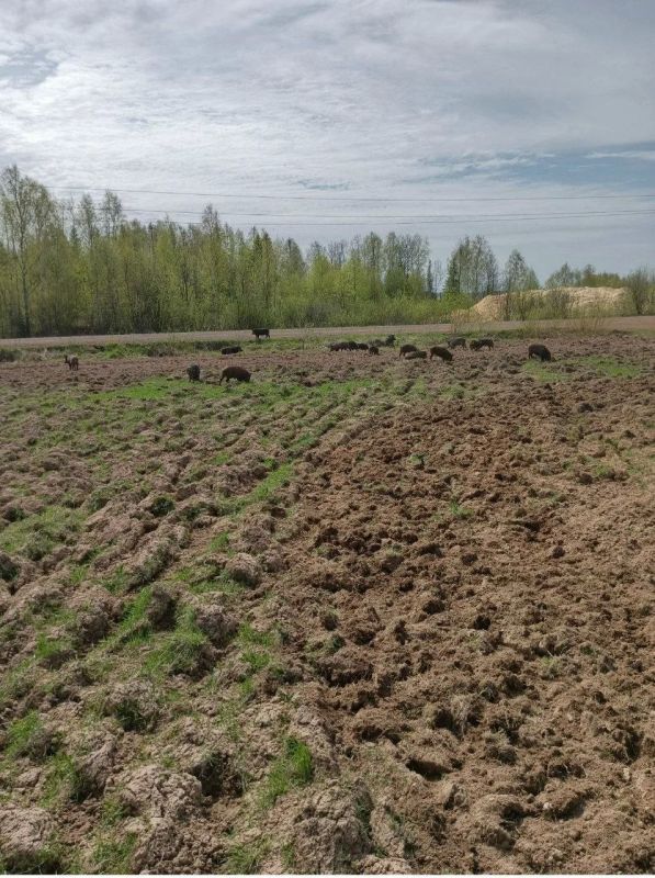 Кабаны кошмарят людей в Афанасьевском районе Кабаны кошмарят людей в Афанасьевском районе