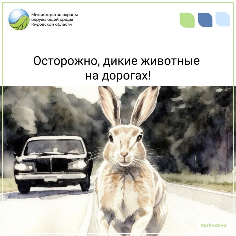 За апрель в регионе зарегистрировано 8 дорожно-транспортных происшествий: 7 с участием лосей и 1 с зайцем
