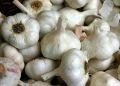 Когда и как подкормить чеснок в июне: советы для урожая