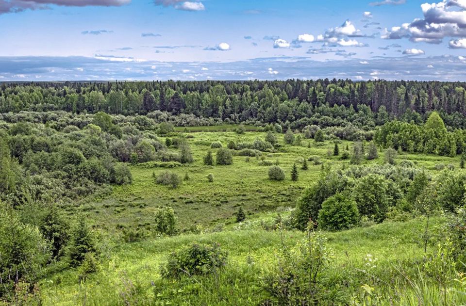Почему лес называют зелёным храмом