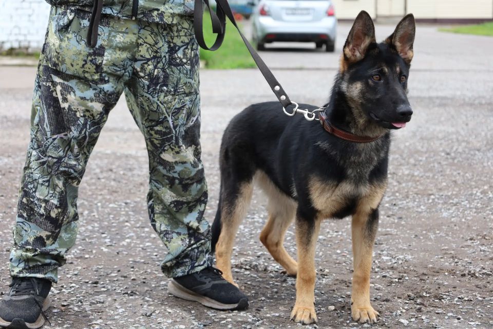В Кирове в преддверии профессионального праздника полицейские-кинологи провели день открытых дверей для журналистов В Кирове в преддверии профессионального праздника полицейские-кинологи провели день открытых дверей для журналистов