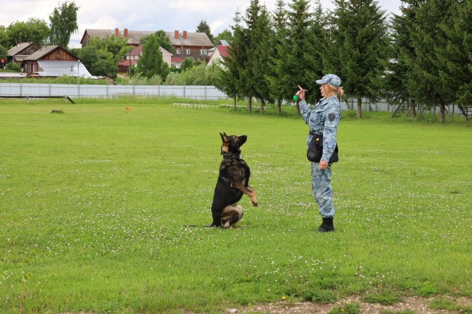 В Кирове в преддверии профессионального праздника полицейские-кинологи провели день открытых дверей для журналистов В Кирове в преддверии профессионального праздника полицейские-кинологи провели день открытых дверей для журналистов
