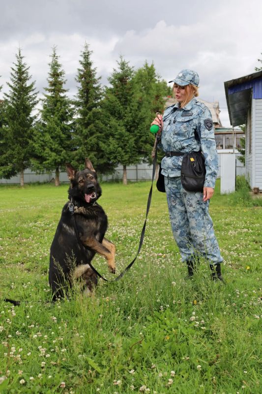 В Кирове в преддверии профессионального праздника полицейские-кинологи провели день открытых дверей для журналистов В Кирове в преддверии профессионального праздника полицейские-кинологи провели день открытых дверей для журналистов
