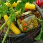 Завораживающие кабачковые рулетики: лакомство на каждый день