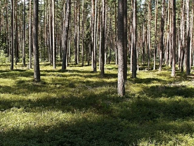 В Вахрушах сотрудники полиции нашли заблудившегося пенсионера