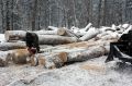 #лес #приговор. В Верхошижемском районе вынесен обвинительный приговор в отношении соучастников незаконной рубки леса