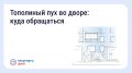 Что делать, если двор заполонил тополиный пух