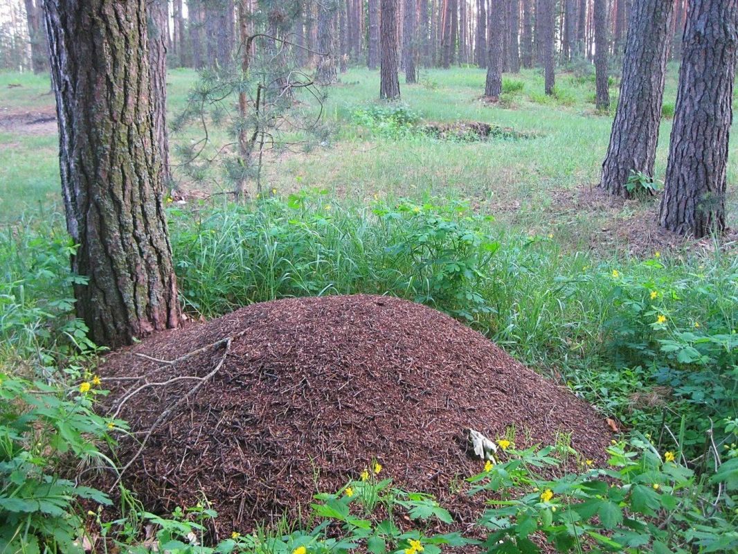 Лесные небоскрёбы: тайная жизнь муравейника Лесные небоскрёбы: тайная жизнь муравейника