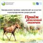30 июня завершился прием заявлений на участие в распределении разрешений на добычу лося и медведя в общедоступных охотничьих угодьях региона