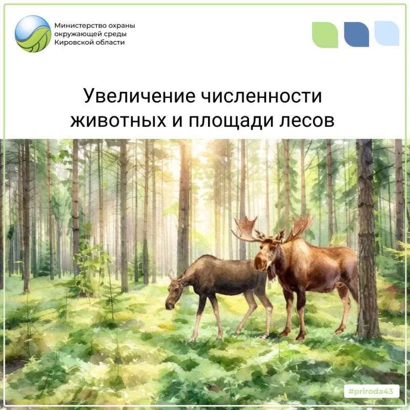 На пленарном заседании общественной палаты Кировской области обсудили сохранение лесов региона