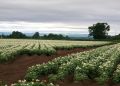 Как распознать хороший урожай картошки по состоянию ботвы