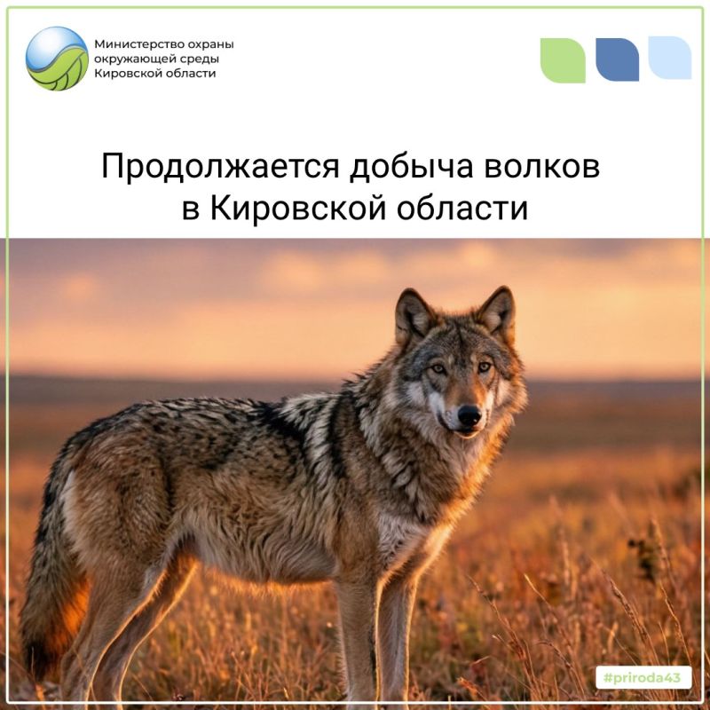С начала года на территории области добыто свыше 160 волков