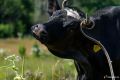 Кировстат опубликовал данные о производстве сельскохозяйственной продукции в регионе за январь — май 2026 года