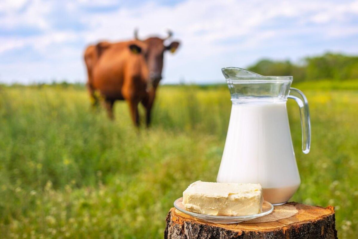 Секреты хранения молочных продуктов в жаркие дни