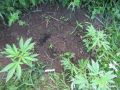 В Котельничском районе полицейские раскрыли незаконное культивирование конопли
