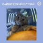 Ветеринары спасли кота, выпавшего с 14-го этажа в Кирове
