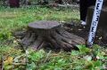 Археологи ВятГУ обнаружили на кладбище в Слободском два уникальных дендральных надгробия в форме пня и памятник пентрально-дендрального типа