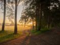 Почему воздух в лесу считается целебным